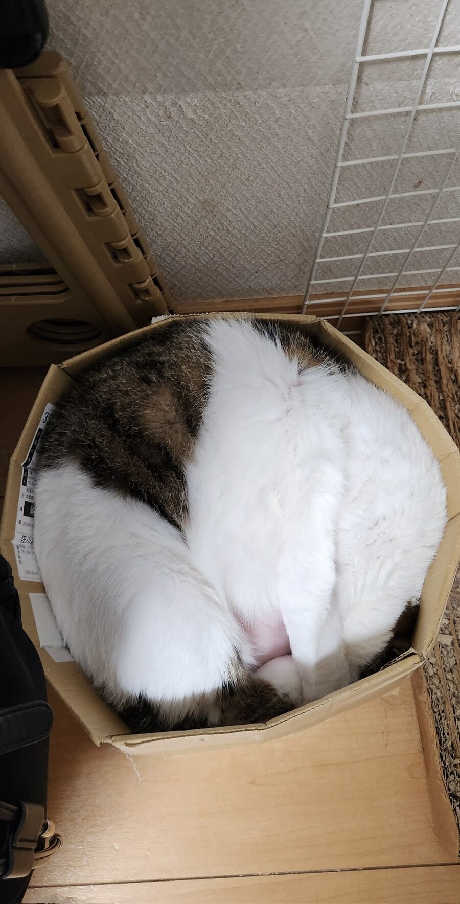 박스는 노력하고있다.jpg_1.jpg