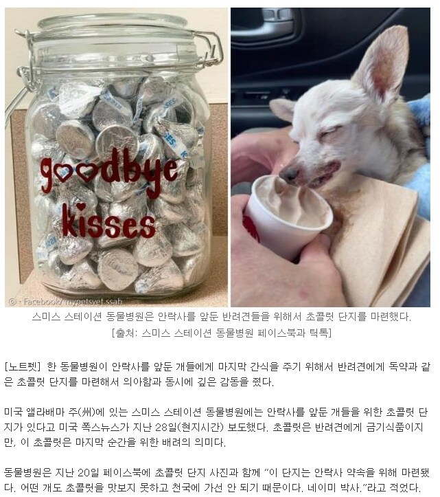 안락사를 앞둔 개에게 초콜렛을 제공하는 수의사.jpg_1.png