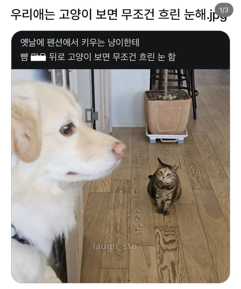 우리애는 고양이보면 무조건 흐린 눈 해_1.webp