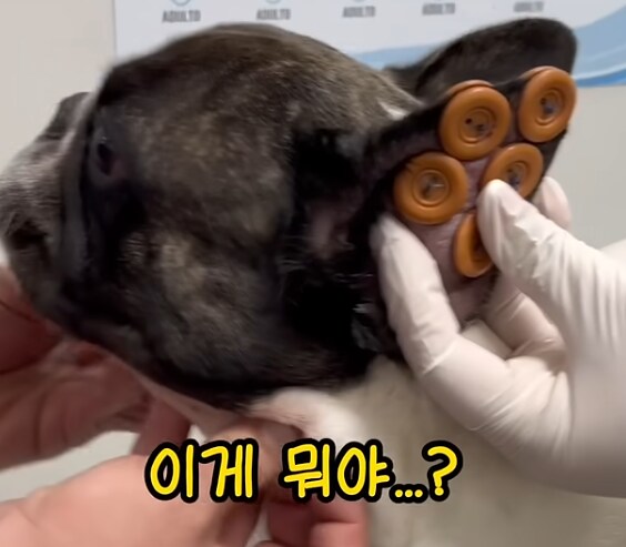 강아지 귀에 단추 달아놓은 놈_1.png