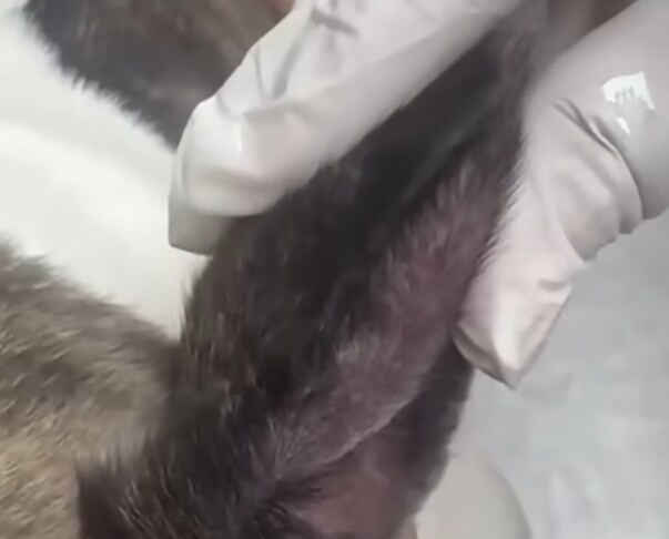 강아지 귀에 단추 달아놓은 놈_2.png
