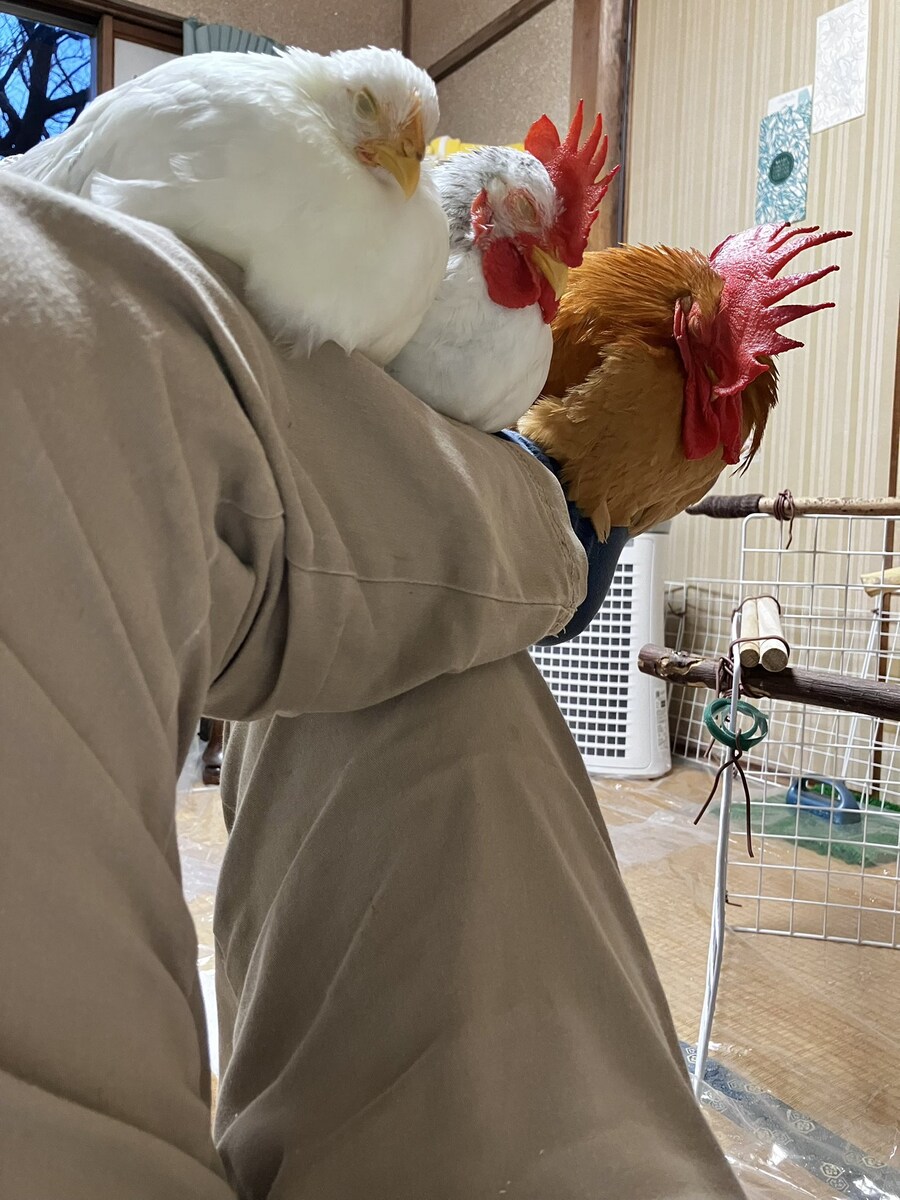 좋은 횃대를 발견한 닭들.jpg_1.jpg