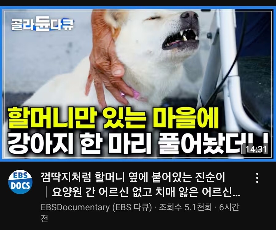 할머니의 손길을 느끼는 개_1.jpg