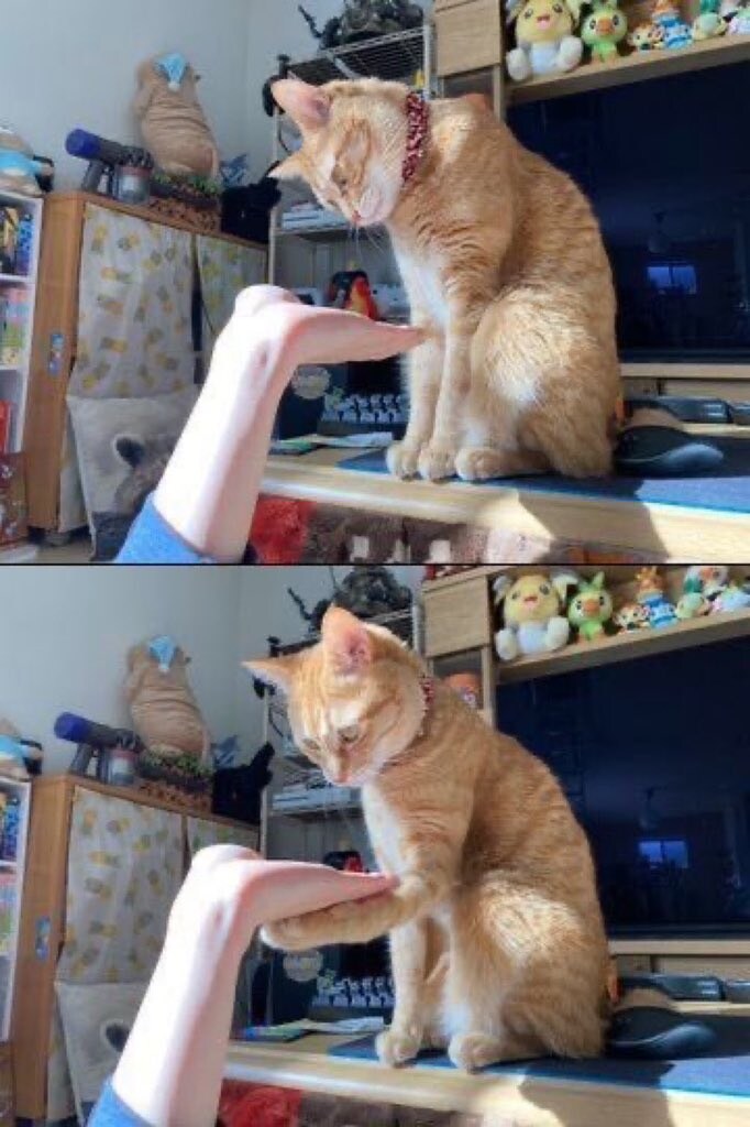 고양이에게 손을 달라고해보자.jpg_1.jpg