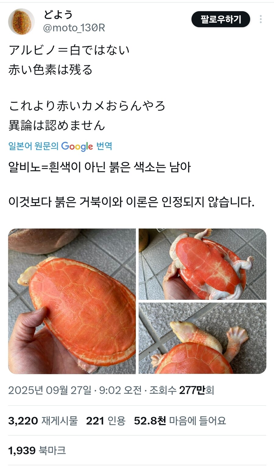 알비노 거북이_1.jpg