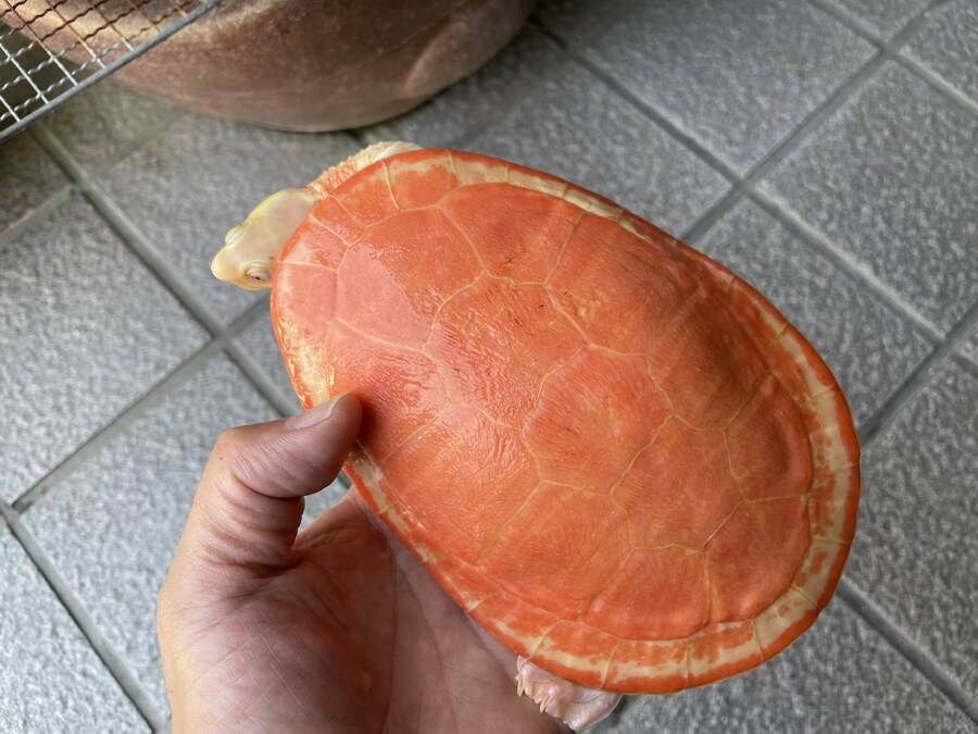알비노 거북이_2.jpg