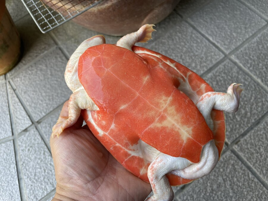 알비노 거북이_3.jpg