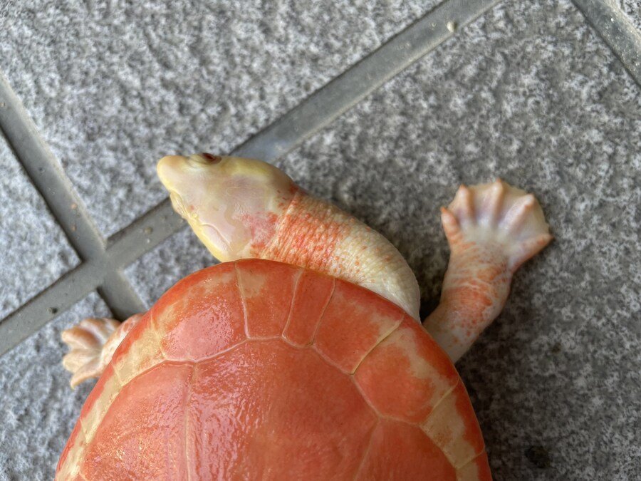 알비노 거북이_4.jpg