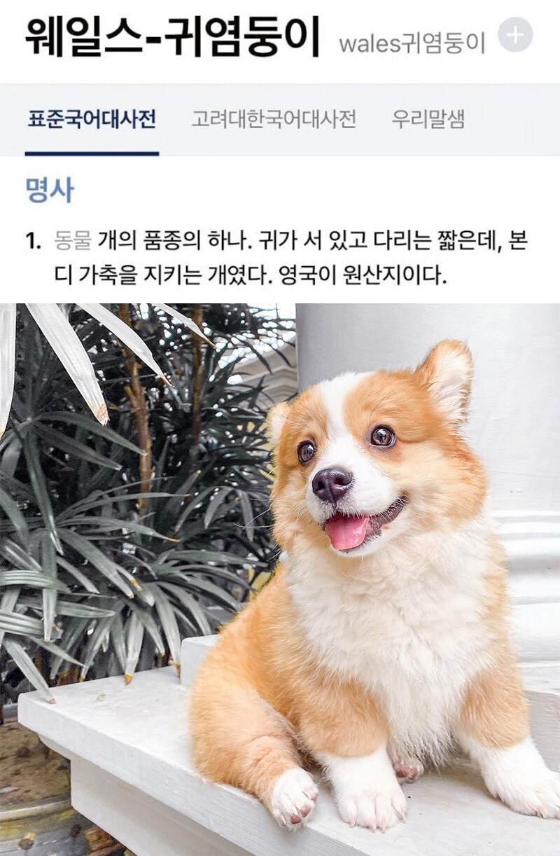 웰시코기의 정식 한국어 명칭 jpg_1.jpg