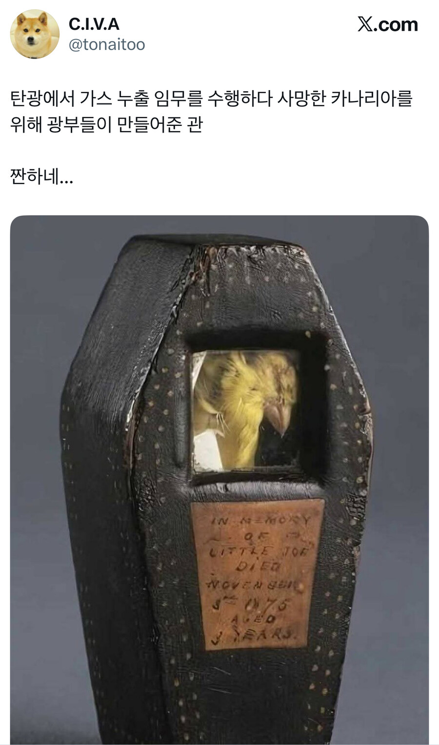 탄광의 카나리아에 대한 오해.jpg_6.jpg