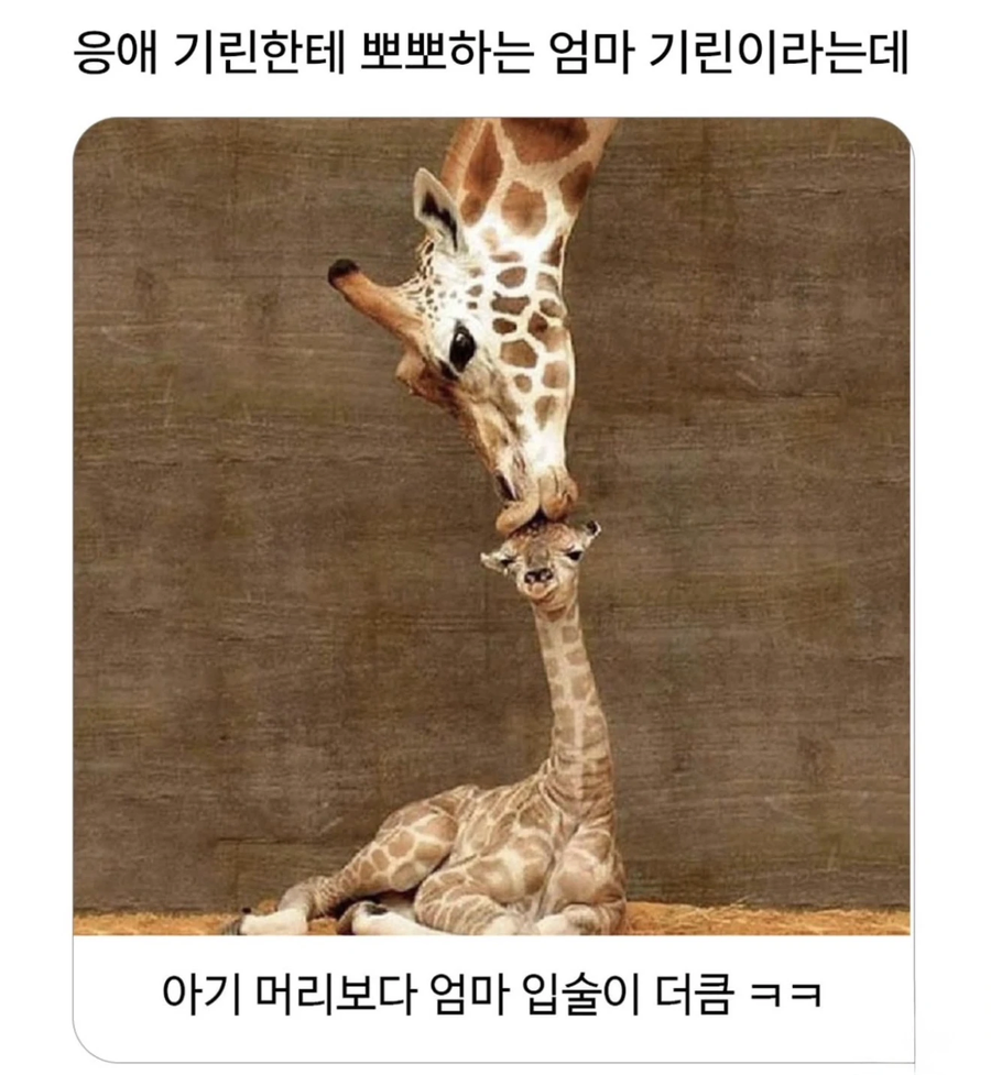 응애기린한테 뽀뽀하는 엄마기린_1.webp