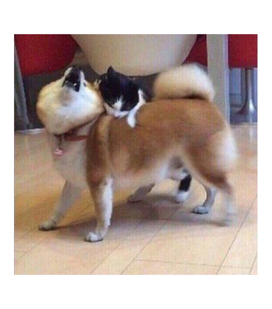 강아지 무는 고양이_2.jpg