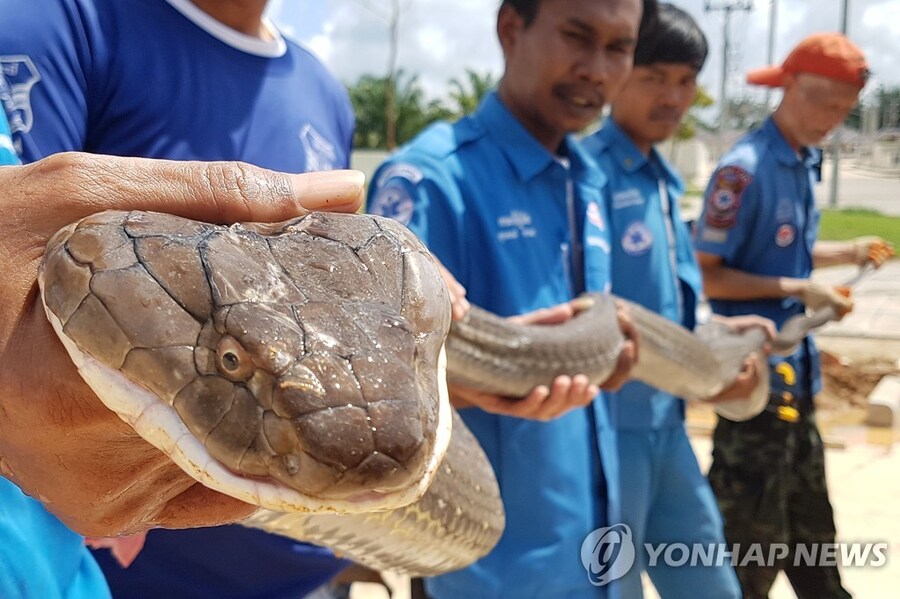 옛날 사람들이 이무기 전설을 믿었을 이유.._2.jpg