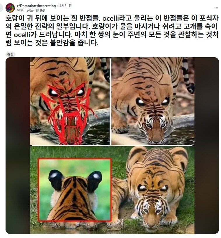 호랑이 귀에 흰 반점이 있는 이유.jpg_1.png