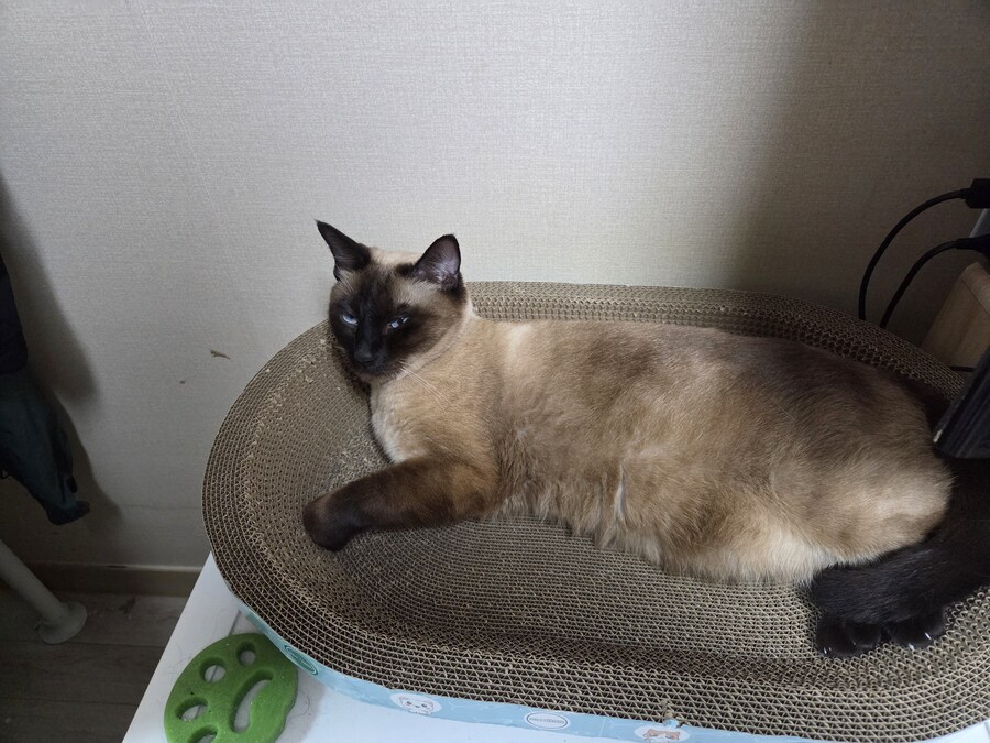 간만에 집사가 잘 사줬다고 보람을 느끼는 고양이 용품_1.jpg