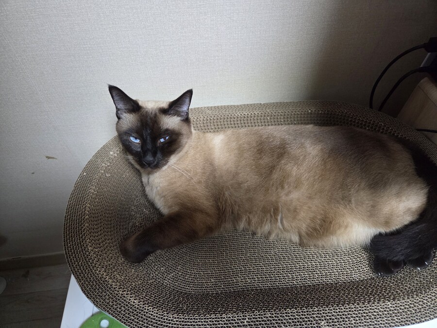 간만에 집사가 잘 사줬다고 보람을 느끼는 고양이 용품_2.jpg