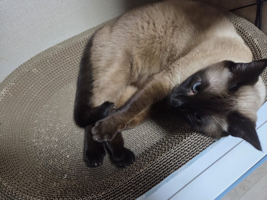 간만에 집사가 잘 사줬다고 보람을 느끼는 고양이 용품_4.jpg