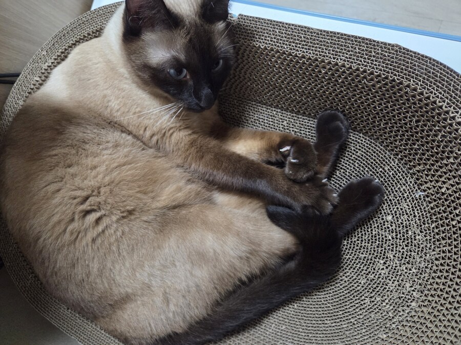간만에 집사가 잘 사줬다고 보람을 느끼는 고양이 용품_5.jpg