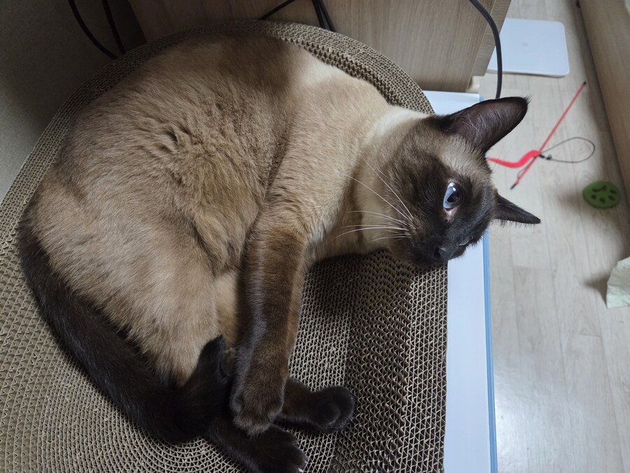 간만에 집사가 잘 사줬다고 보람을 느끼는 고양이 용품_6.jpg