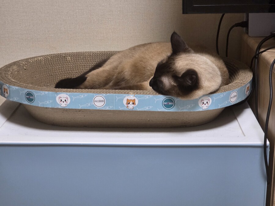 간만에 집사가 잘 사줬다고 보람을 느끼는 고양이 용품_11.jpg