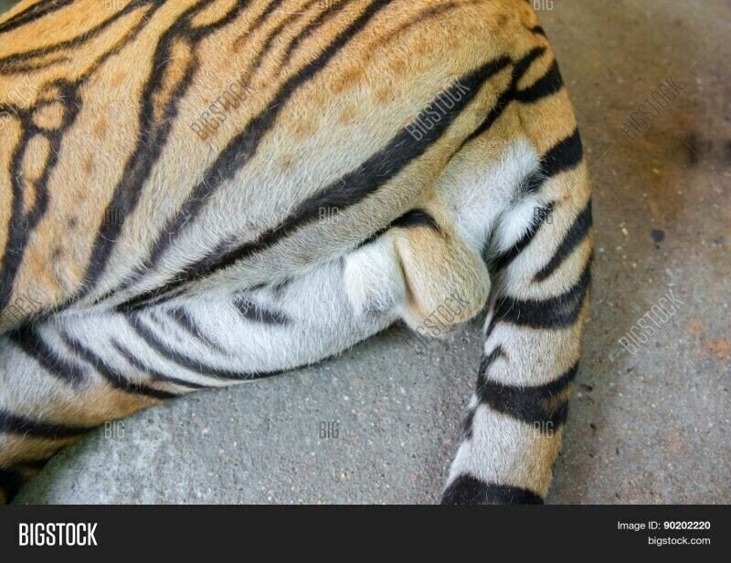 호랑이 뒷태_5.jpg