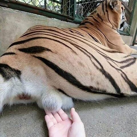 호랑이 뒷태_6.jpg