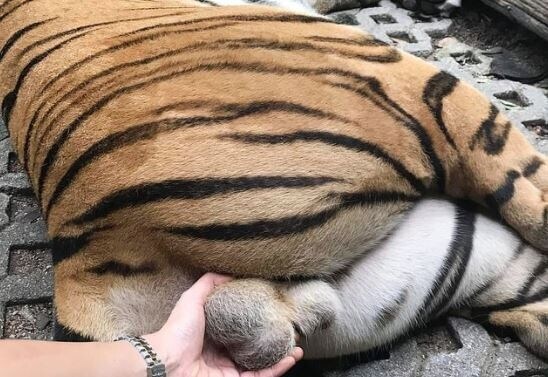 호랑이 뒷태_7.jpg