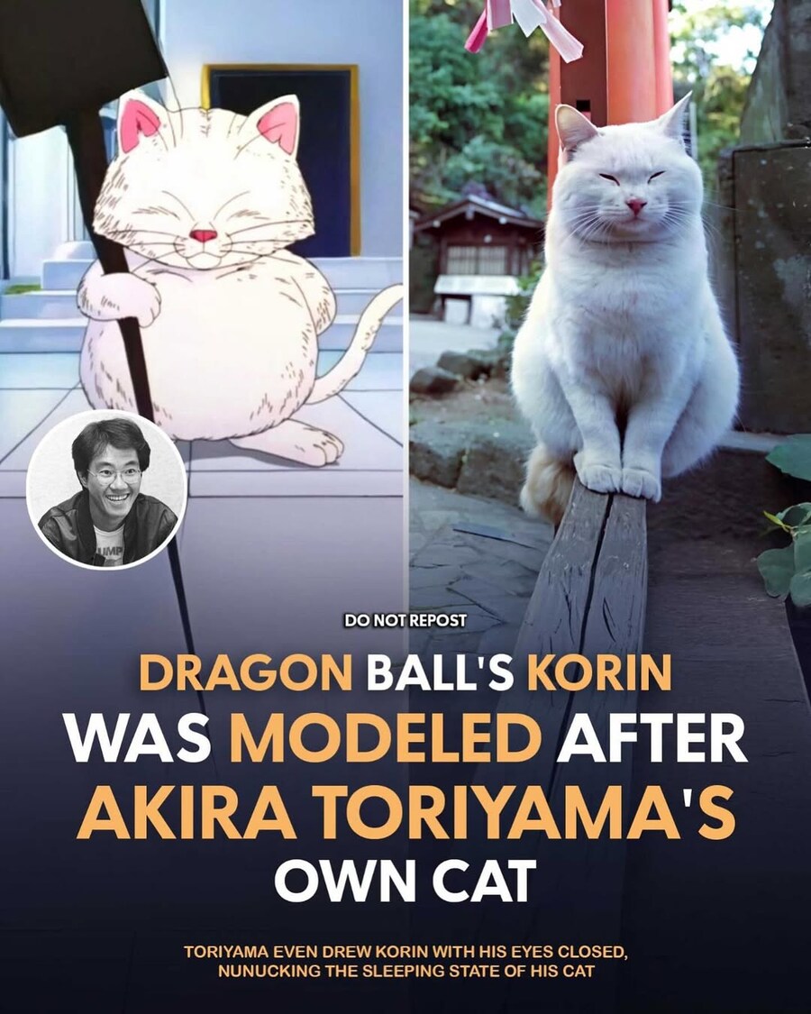 드래곤볼 카린은 작가가 키우는 고양이가 모델..._1.jpg