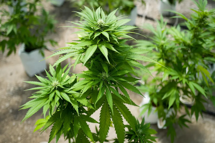 마1약이면서 마1약이 아닌거_1.webp