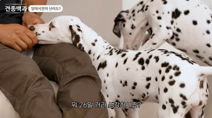 유투브 개통령도 키우지 말라고 하는 개_9.jpg