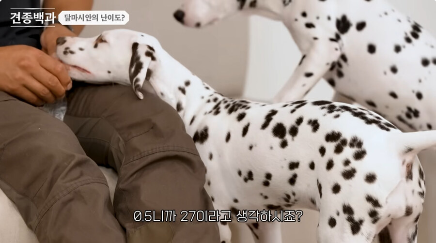 유투브 개통령도 키우지 말라고 하는 개_10.jpg