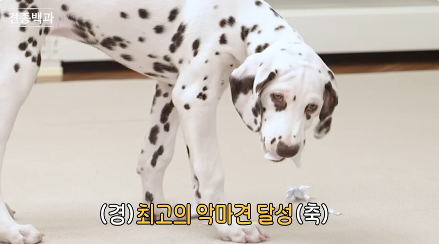 유투브 개통령도 키우지 말라고 하는 개_20.jpg