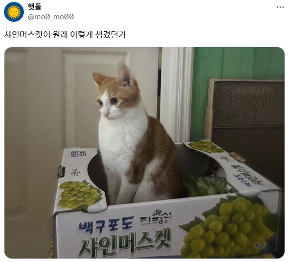 샤인머스캣.jpg_1.png