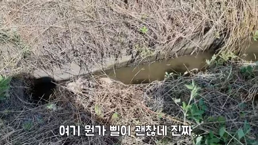 논에 사는 투구새우 잡아 먹으면.jpg_2.jpg