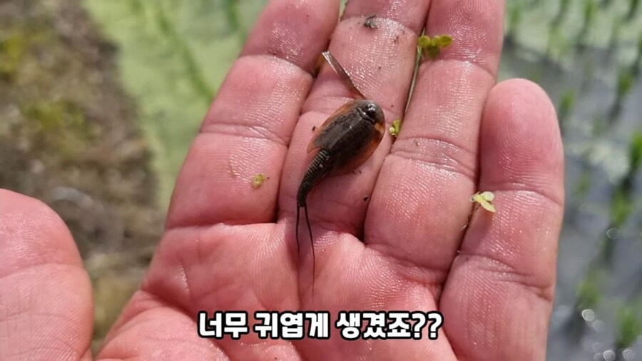 논에 사는 투구새우 잡아 먹으면.jpg_4.jpg