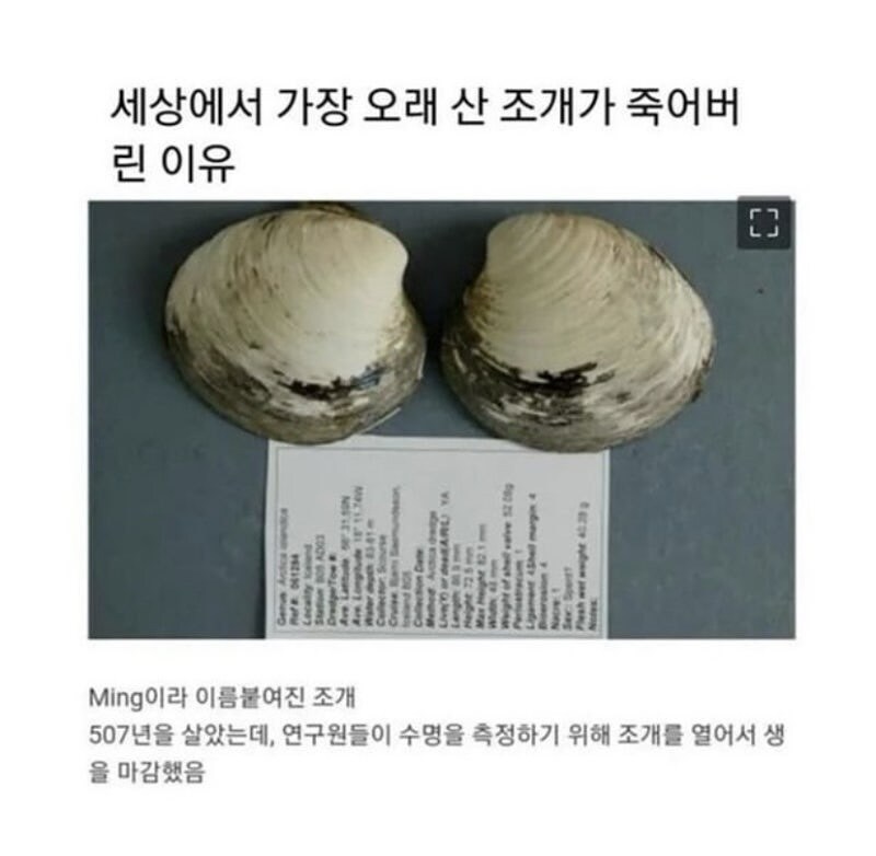 세상에서 가장 오래 산 조개가 죽어버린 이유_1.jpg