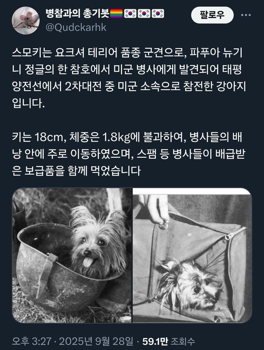 2차대전 중 미군 소속으로 참전한 강아지.jpg_1.jpg