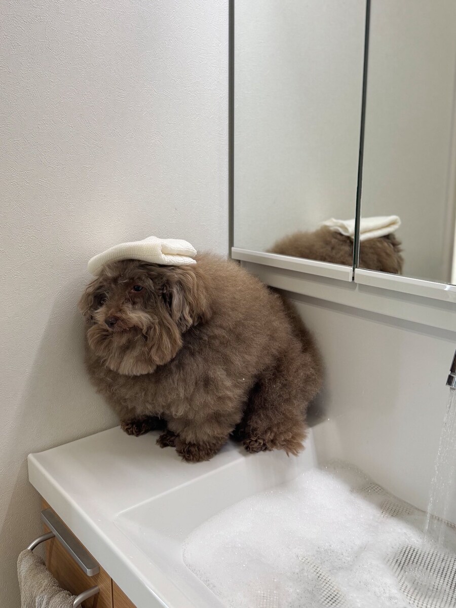 불길한 예감을 직감한 강아지.jpg_1.jpg