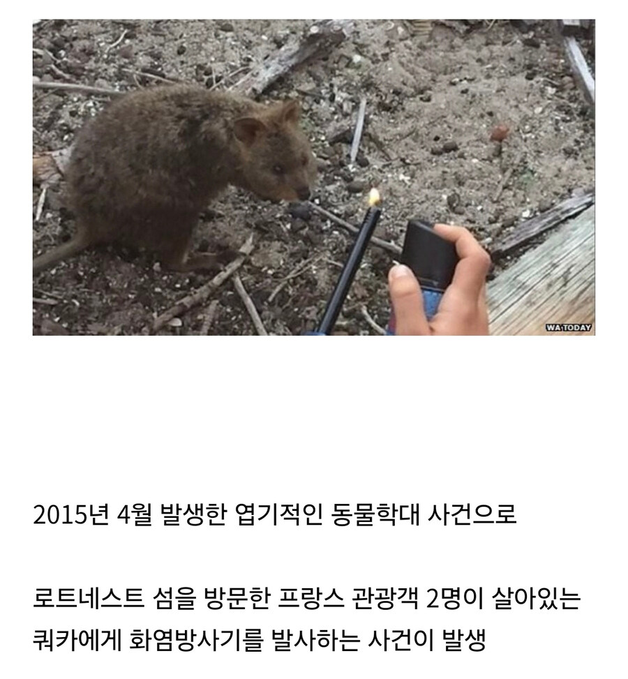 쿼카 등 희귀 멸종위기종을 엄격하게 관리하는 이유.jpg_2.jpg