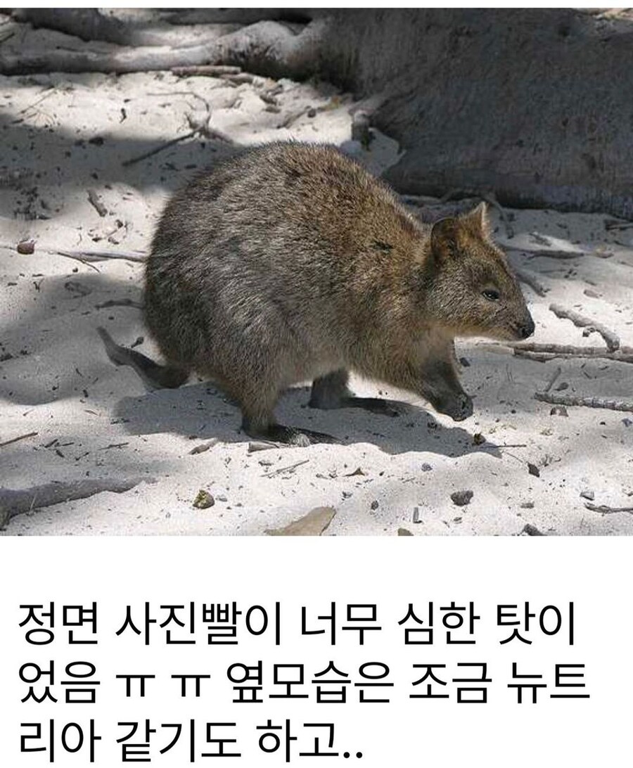 쿼카의 붉은 진실_2.png