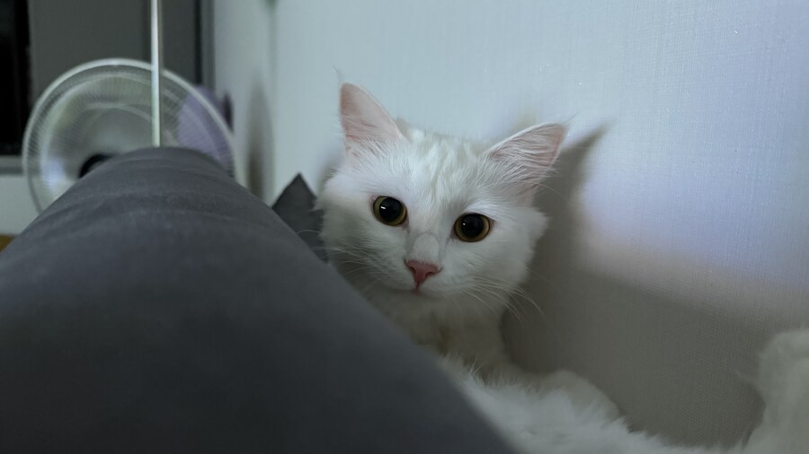 난 냐오후를 만드는 재능이 없나봐_4.jpg