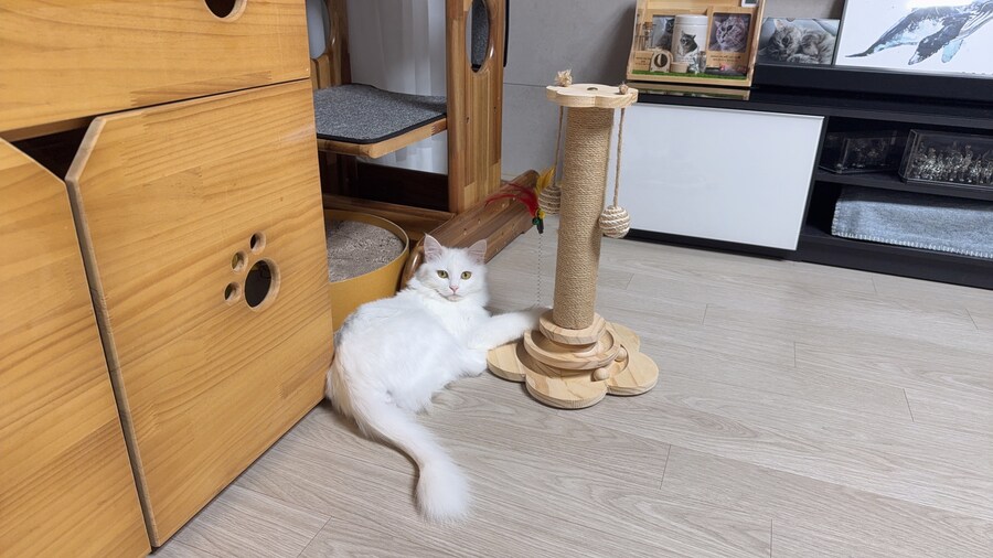 난 냐오후를 만드는 재능이 없나봐_9.jpg