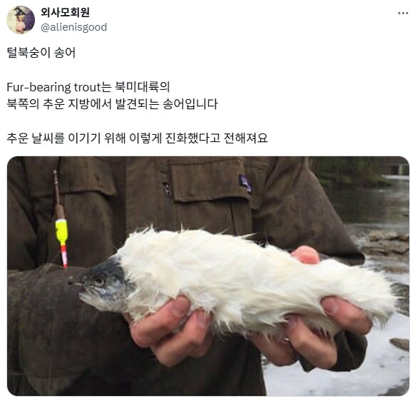 털복숭이 송어.jpg_1.png