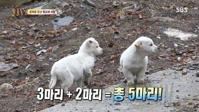 동물농장 최대의 스캔들 카사노바 상동이, 그 이후 | 인스티즈