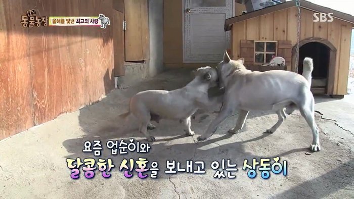 동물농장 최대의 스캔들 카사노바 상동이, 그 이후 | 인스티즈