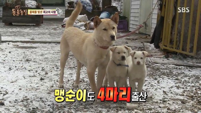 동물농장 최대의 스캔들 카사노바 상동이, 그 이후 | 인스티즈