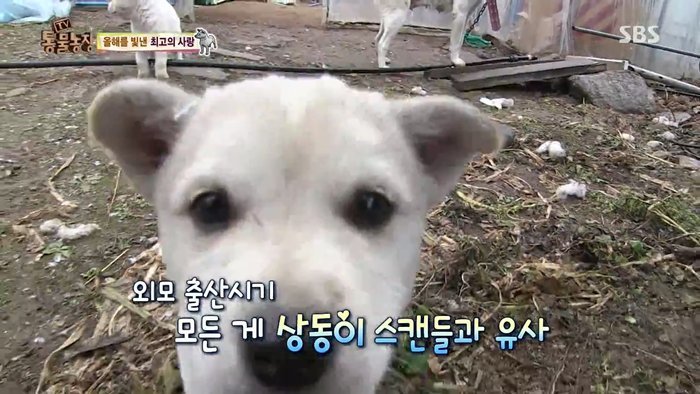 동물농장 최대의 스캔들 카사노바 상동이, 그 이후 | 인스티즈