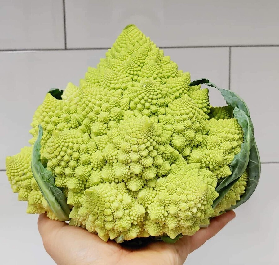 100% 순수 천연 식물_2.jpeg