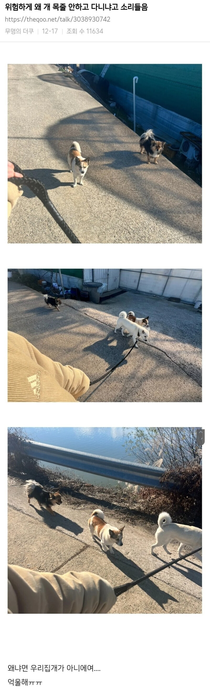 강아지 산책 시키는데 목줄 안한다고 한소리 들음_1.png
