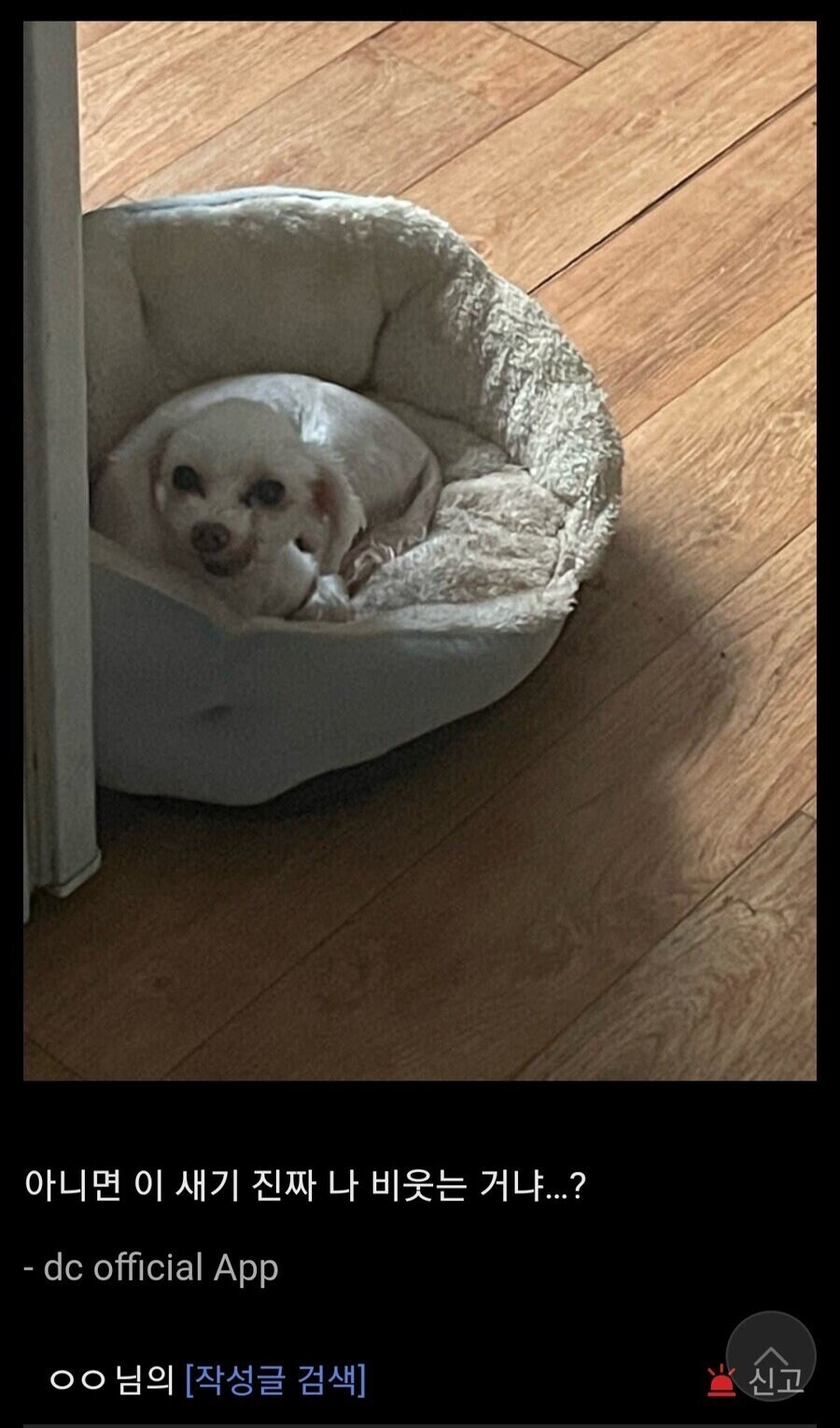 우리집 개가 나 비웃는 거 같은데 조현병이냐.jpg_2.jpg